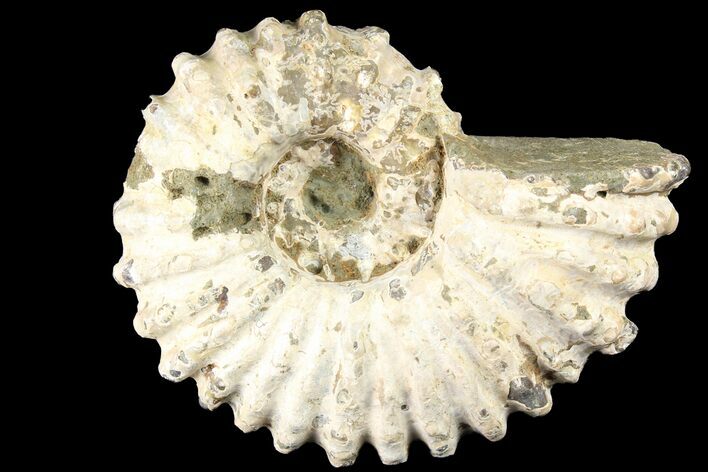 Bumpy Douvilleiceras Ammonite - Madagascar #79121